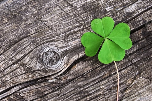 Preview: four leaf green clover on old gray wooden log