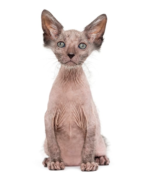 Preview: Kitten Lykoi cat, 7 weeks old, also called the Werewolf cat sitting against white background