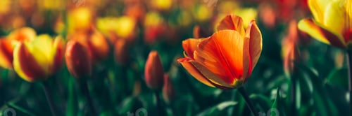 Preview: Fields of red tulips