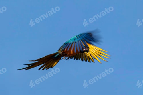 Preview: bird, parrot, Scarlet, Macaw, flying