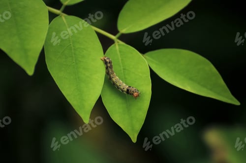 Preview: Green caterpillar on green leaves
