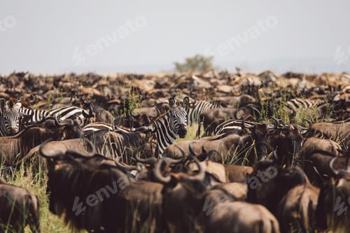 Preview: Tanzania