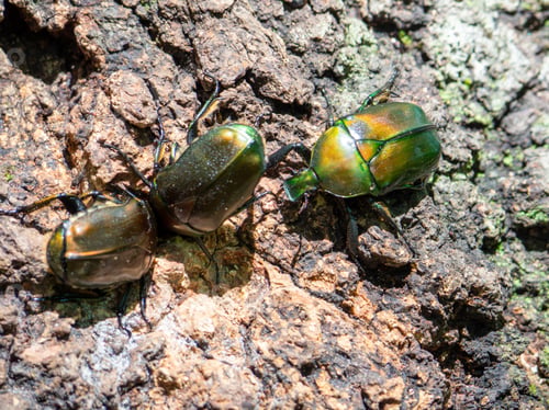Preview: Drone beetles gathered in the sap