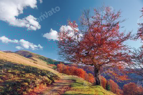 Preview: Autumn Mountain Path with Colorful Trees and Sky