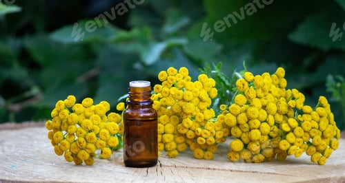 Preview: oils from the immortelle plant. selective focus