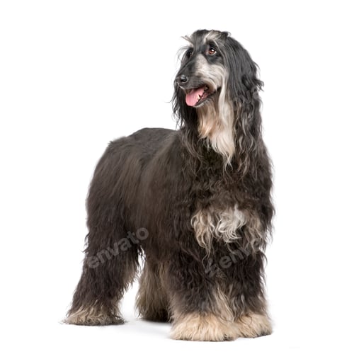 Preview: Afghan Hound (7 years)
