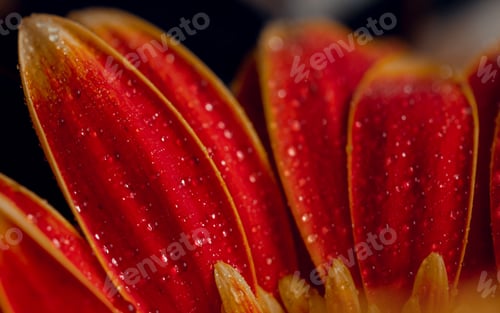 Preview: Red gerbera flower with drops on the petals. Taken with macro lens stacked. Selective focus.Blurring