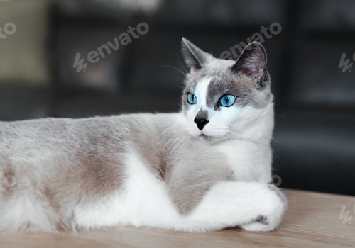 Preview: Gorgeous white-gray cat with blue eyes. Domestic cat lies on the table with an important look