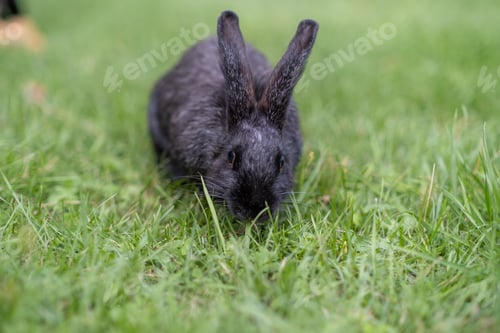Preview: Rabbit with big ears walking in the garden on the lawn.