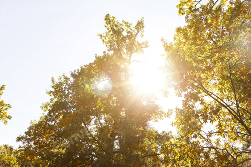 Preview: sun, trees with yellow and green leaves in autumnal park at day