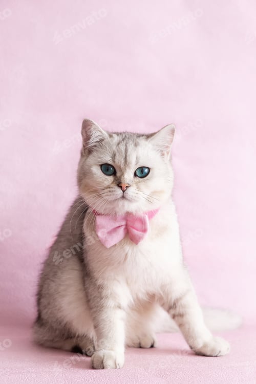 Preview: A white british cat with pink bow tie
