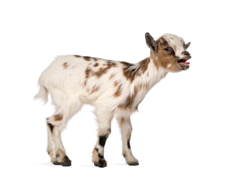 Preview: Young domestic goat bleating, kid, isolated on white