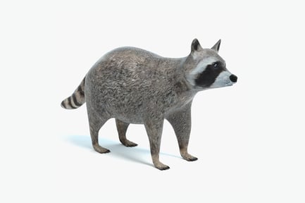 Preview: Striped Tail Raccoon