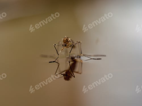 Preview: Mosquito on shiny water surface