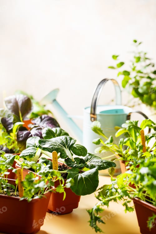Preview: Home grown organic micro greens