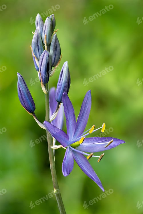 Preview: Beautiful purple Camassia flowers blossoming at the western part of North America