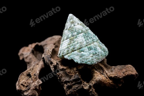 Preview: Green Tectus pyramis seashell on on driftwood