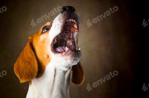 Preview: Tricolor Beagle dog waiting and catching a treat in studio, against dark background