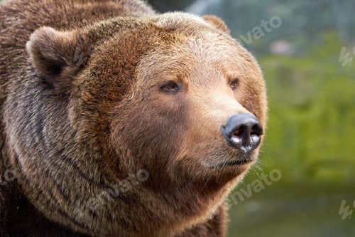 Preview: Brown bear (Ursus arctos)