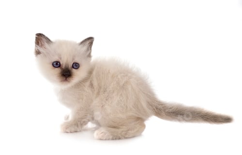 Preview: birman kitten in studio