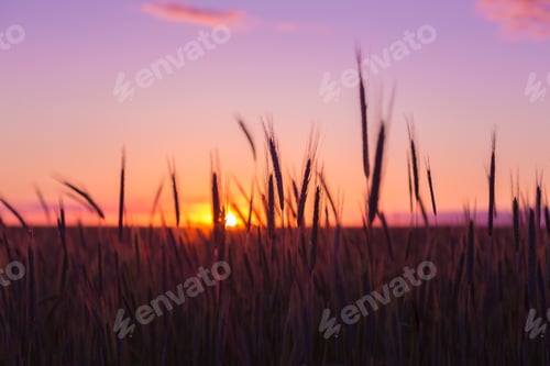 Preview: Silhouettes Of Ripe Wheat Against The Background Of Scenic Count