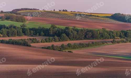 Preview: Chestnut avenue in South Moravia