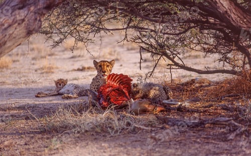 Preview: Cheetah Kill in Eosha