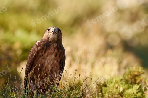 Majestic Brown Bird Standing in Lush Green Field