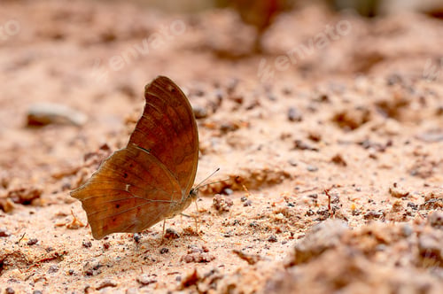 Preview: Close up view of brown butterfly stay on salt marsh and take mineral from the soil