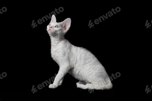 Preview: Devon Rex on black background