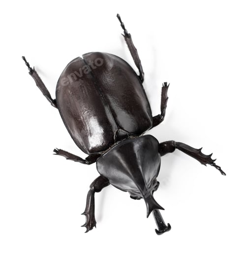 Preview: The rhino of the bug world. Closeup side view of a rhinoceros beetle.