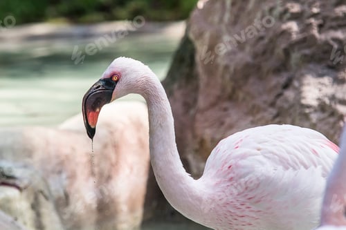 Preview: portrait of a flamingo
