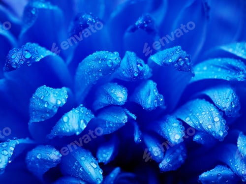 Preview: Dew-drops on petals