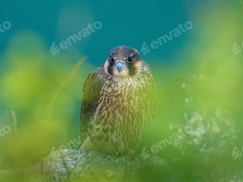 Preview: Peregrine falcon (Falco peregrinus)