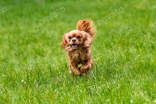 Preview: A dog cavalier king charles, a ruby puppy