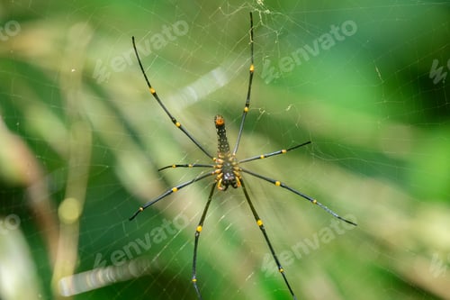 Preview: Giant Golden Orb Spider with long black legs sits at the center of its web in the Sinharaja