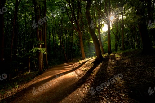 Preview: Empty path of an enchanting forest in magical light