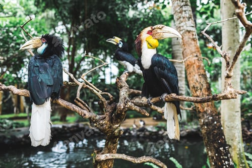 Preview: Three wreathed hornbill birds on branch in Bali bird park