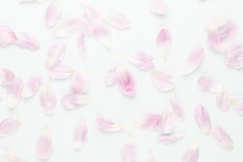 Preview: Pink tulip petals on pastel background.