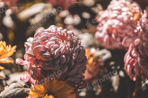 Preview: colorful flowers in depth of field