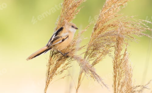 Preview: Panurus biarmicus, Bearded Reedling. A young bird sits on a reed stalk near the river