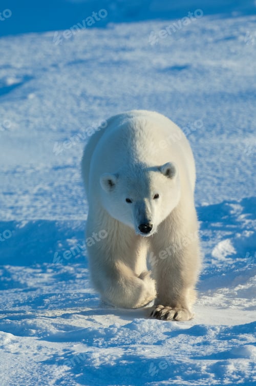 Preview: Polar bears in the wild. A powerful predator and a vulnerable or potentially endangered species.