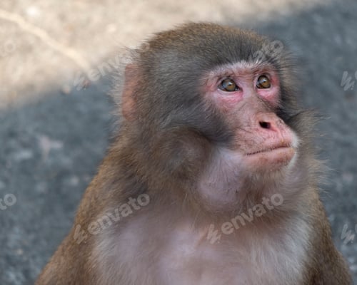 Preview: Portrait Of A Japanese Macaque snow Monkey.