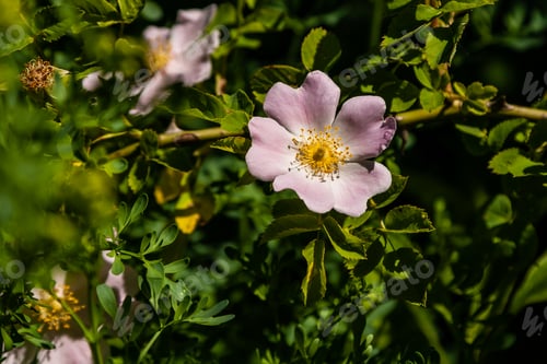 Preview: Beautiful rose branches pink