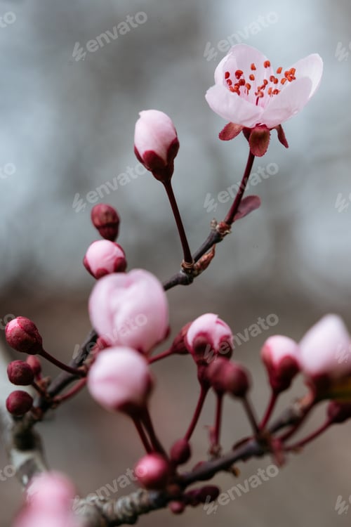Preview: Cherry Blossom Bud Awakening.