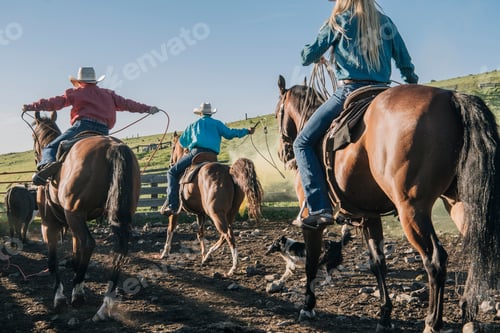 Preview: Cowboys and cowgirls on horses lassoing bull, Enterprise, Oregon, United States, North America