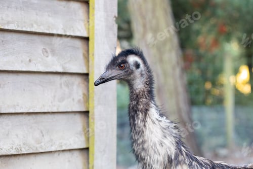 Preview: Close-up of an emu near a wooden structure in natural habitat