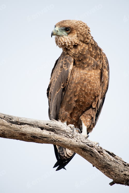 Preview: A juvenile bateleur, Terathopius ecaudatus, perches on a branch