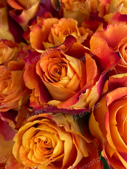 Preview: Roses