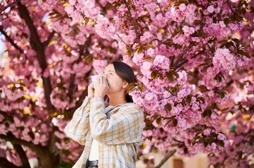 Preview: Woman allergic suffering from seasonal allergy at spring, sneezing, blowing nose with handkerchief.
